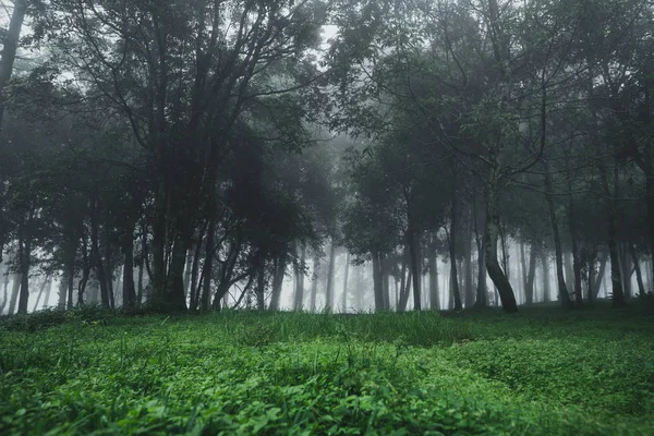 Лесной Дождь Туман Горе — стоковое фото
