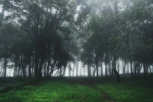 Bos Regen Mist Berg — Stockfoto