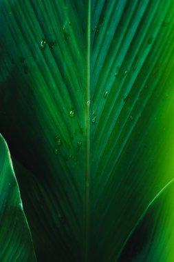 Koyu Yapraklar arka plan su damla Yaprak yüzey 