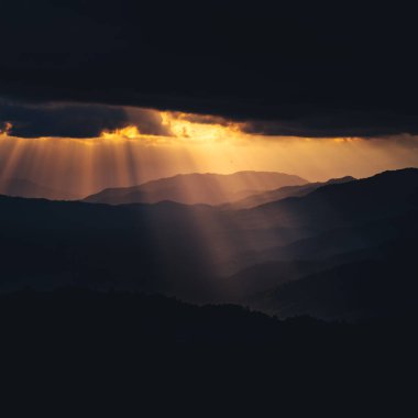 Beyaz Arka Plana Karşı Hindistan Cevizinin Yakın Çekim