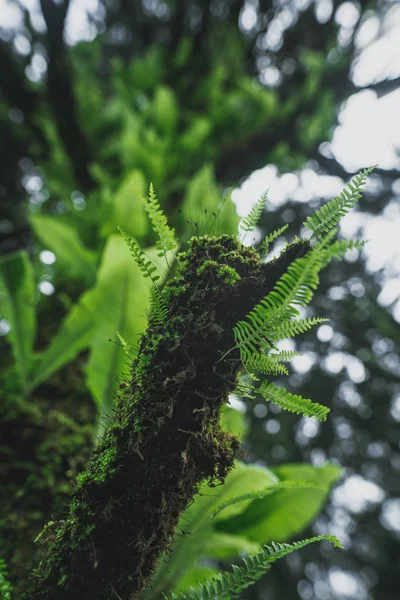 Moss and fern,Forest Rain and fog in the forest