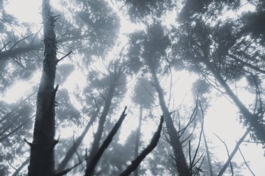 Sis ve yağmur ormanında, karanlık