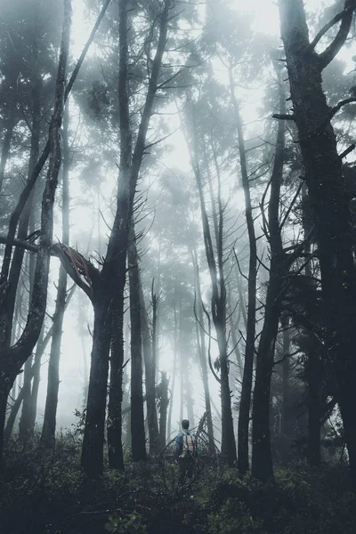 Mist Rain Forest Darkness — Stock Photo, Image
