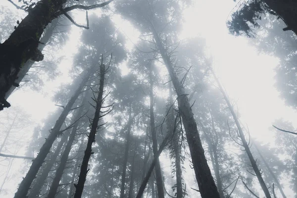 Neblina Floresta Tropical Escuridão — Fotografia de Stock