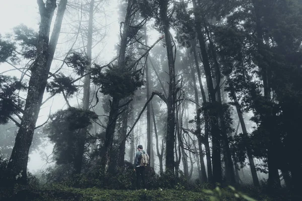 Neblina Floresta Tropical Escuridão — Fotografia de Stock