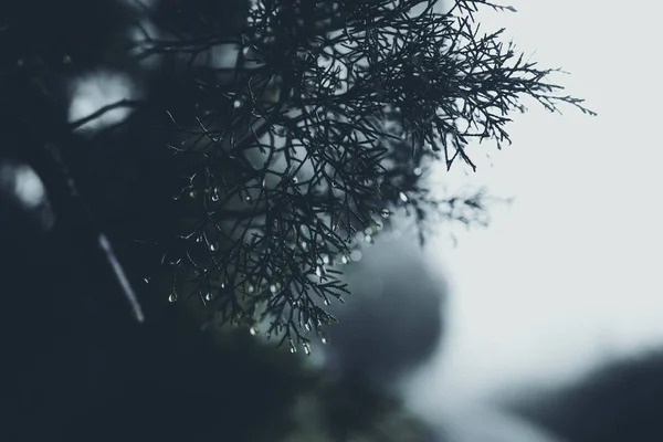 在雾和雨林中 — 图库照片