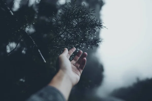 在雾和雨林中 — 图库照片