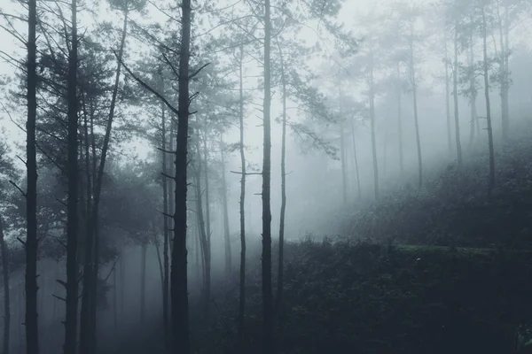 Тумане Тропическом Лесу Темнота — стоковое фото