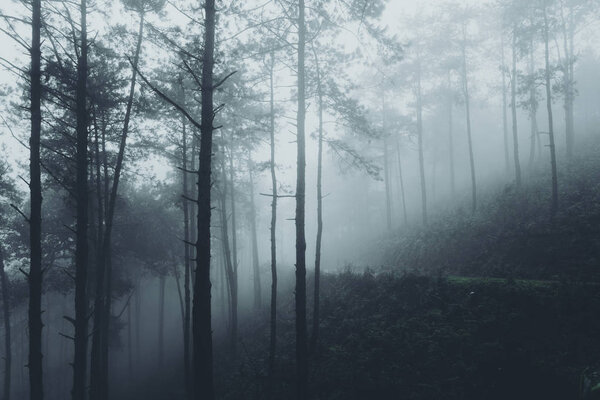 In the mist and rain forest, darkness
