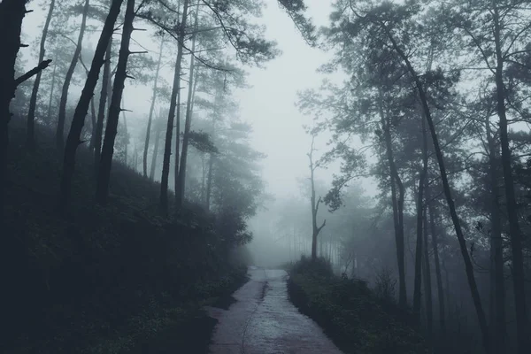 Nebel Und Regenwald Dunkelheit — Stockfoto