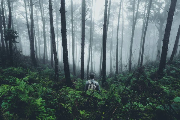 Dans Brume Forêt Tropicale Obscurité — Photo