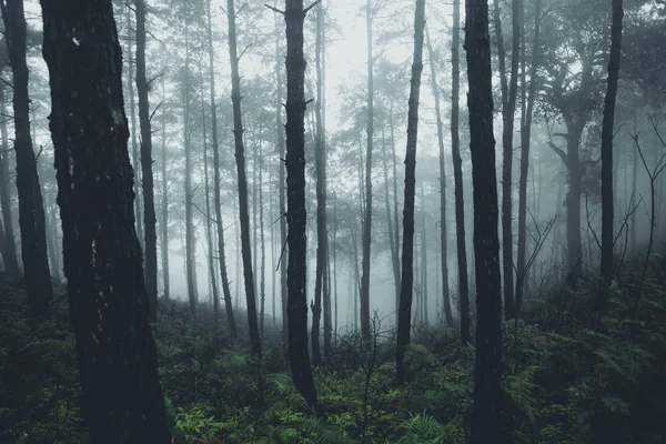 Mist Rain Forest Darkness — Stock Photo, Image