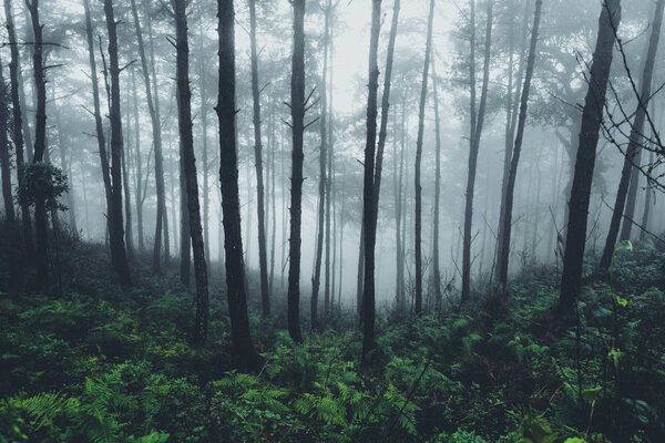 In the mist and rain forest, darkness