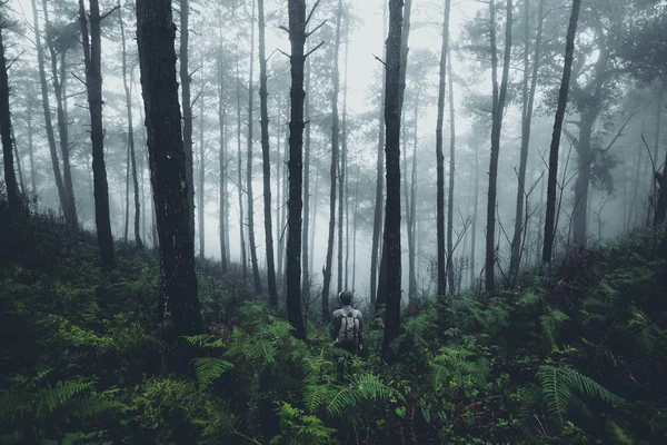 Dans Brume Forêt Tropicale Obscurité — Photo
