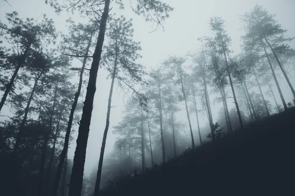 霧と熱帯雨林の中 — ストック写真