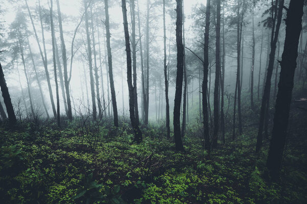 In the mist and rain forest, darkness