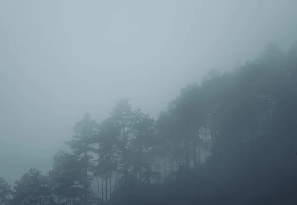 Mist Regenwoud Duisternis — Stockfoto