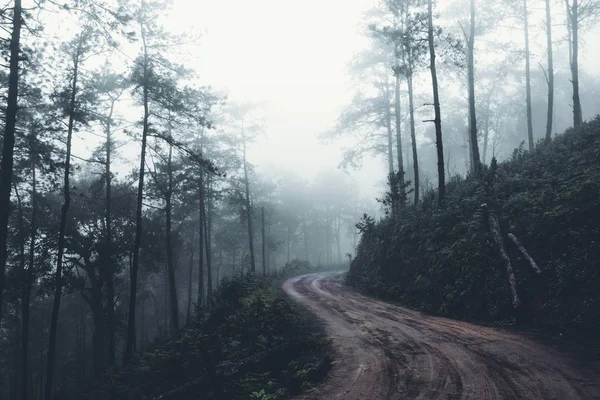 Dans Brume Forêt Tropicale Obscurité — Photo