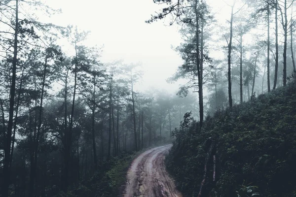 Mist Regenwoud Duisternis — Stockfoto