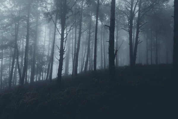 Nella Nebbia Nella Foresta Pluviale Oscurità — Foto Stock