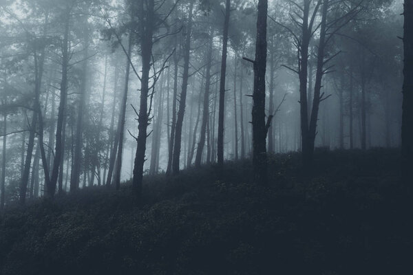 In the mist and rain forest, darkness