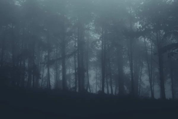 Тумане Тропическом Лесу Темнота — стоковое фото