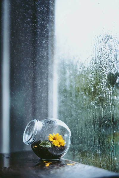 雨の日の窓のガラスの中の雨の日の花 — ストック写真