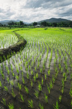 Pirinç tarlaları, pirinç tarlalarında küçük pirinç tarlaları