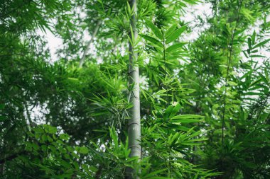 Taze yeşil bambu ve ormanda güzel bokeh
