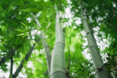 Taze yeşil bambu ve ormanda güzel bokeh