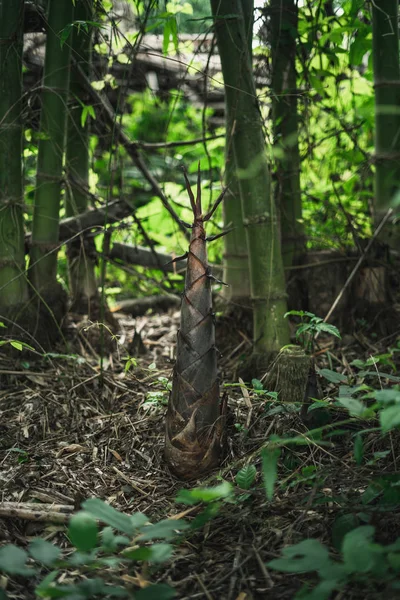 Bambu Hijau Segar Dan Indah Bokeh Hutan — Stok Foto
