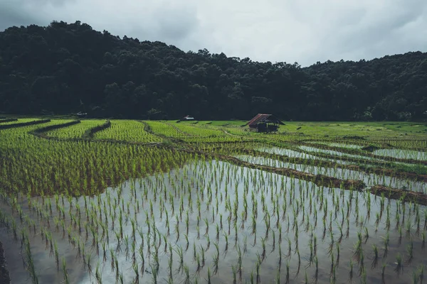 Рисові Поля Молодого Рису Азіатському Вегетації — стокове фото