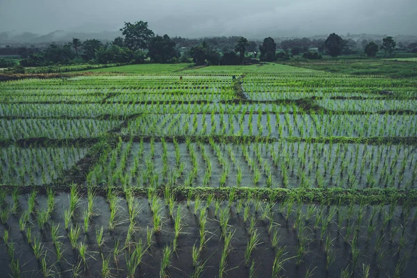 Risfält Regnperioden Och Risodling Säsong — Stockfoto