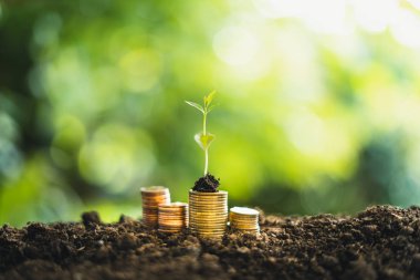 Para Stack Tree para doğal yeşil arka plan Para artış on