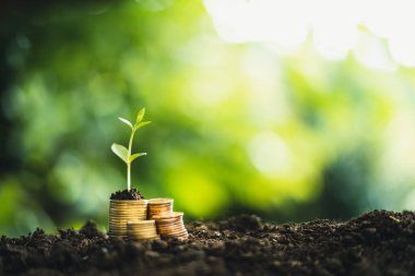 Para Stack Tree para doğal yeşil arka plan Para artış on