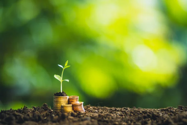 Coin Stack Tree on money On natural green background Money increase