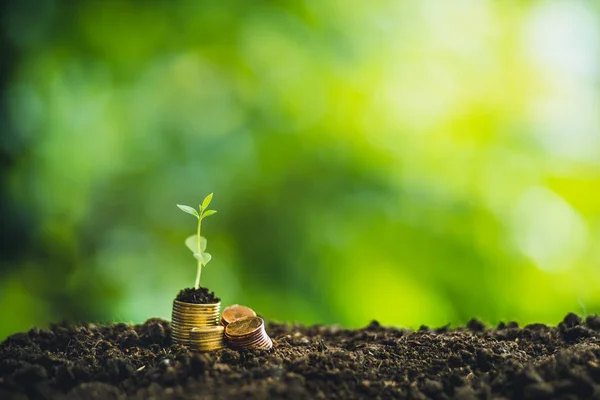 Coin Stack Baum Auf Geld Auf Natürlichem Grünen Hintergrund Geldvermehrung — Stockfoto