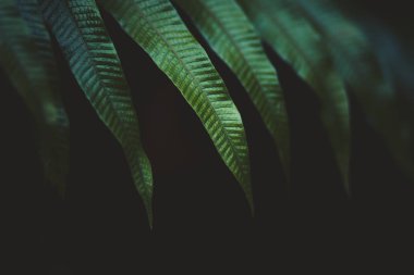 Koyu yaprak detay Derin yeşil, serin sesi