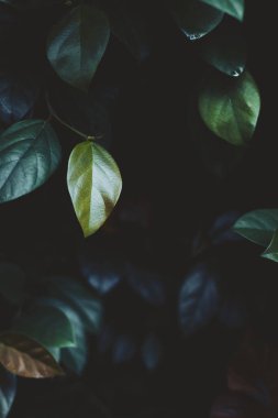 Koyu yaprak detay Derin yeşil, serin sesi