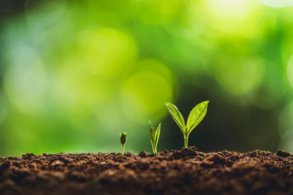 Albero Della Crescita Giovane Pianta Sfondo Verde Naturale — Foto Stock