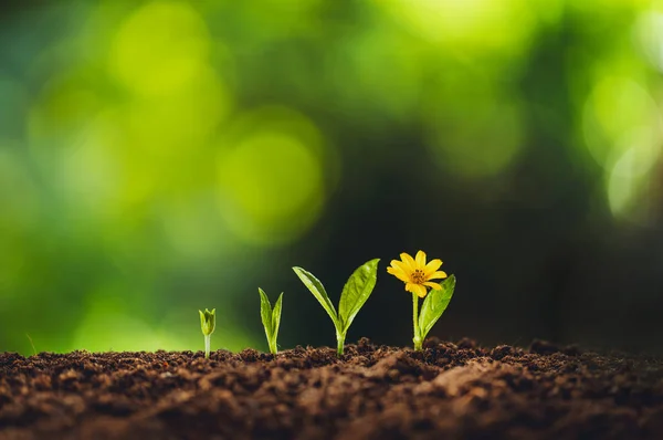 Copac Creștere Plantă Tânără Fundal Verde Natural — Fotografie, imagine de stoc