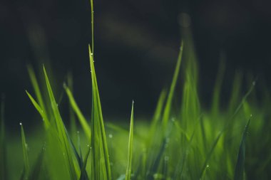 Çeltik tarlası Asya'da kırsal pirinç tarlalarında
