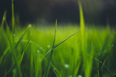 Çeltik tarlası Asya'da kırsal pirinç tarlalarında