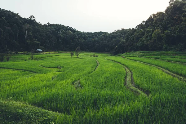 Падді Поле Сільській Місцевості Рисові Поля Азії — стокове фото