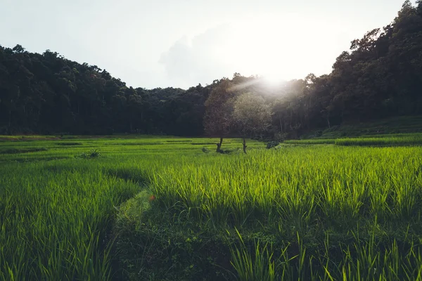 Risfält Landsbygden Risfält Asien — Stockfoto