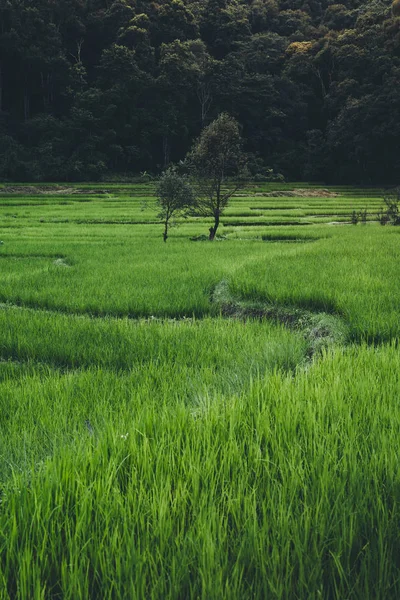 Падді Поле Сільській Місцевості Рисові Поля Азії — стокове фото