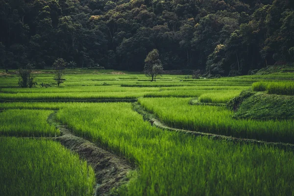 Paddy Field Countryside Rice Fields Asia — Stock Photo, Image