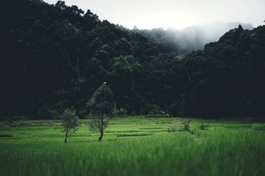 Çeltik tarlası Asya'da kırsal pirinç tarlalarında