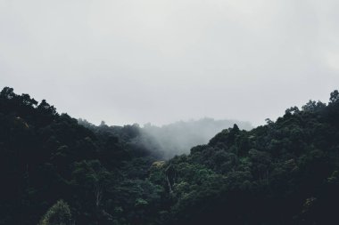 Çeltik tarlası Asya'da kırsal pirinç tarlalarında