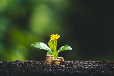 Tarlada Büyüyen Bitki Ağacı Doğa Işığı